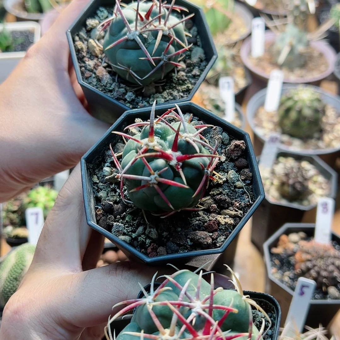 【闪购商品】绯冠龙仙人球