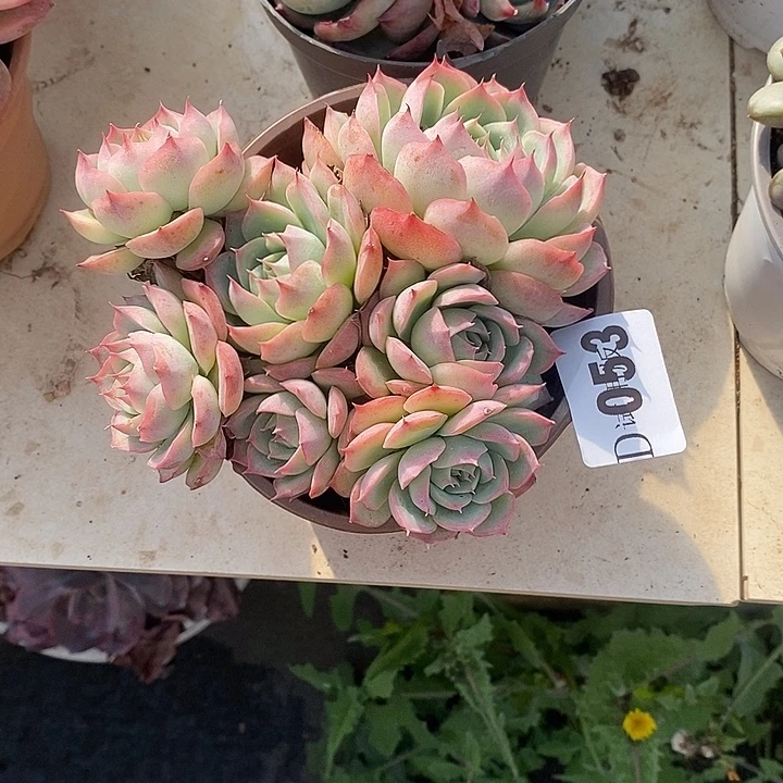 ****柒053侧影多肉植物多肉