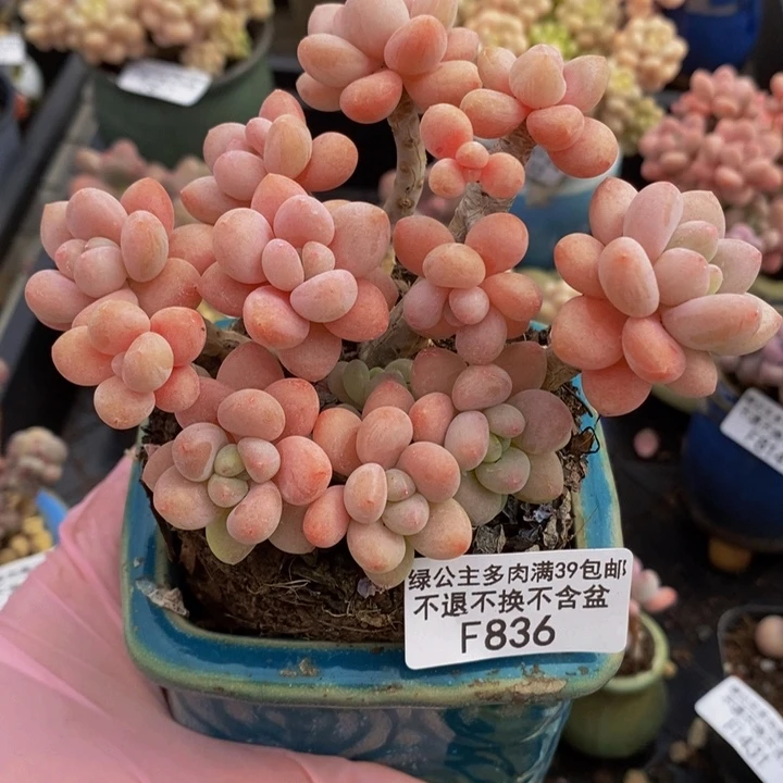 鱼子酱老桩11cm836多肉植物