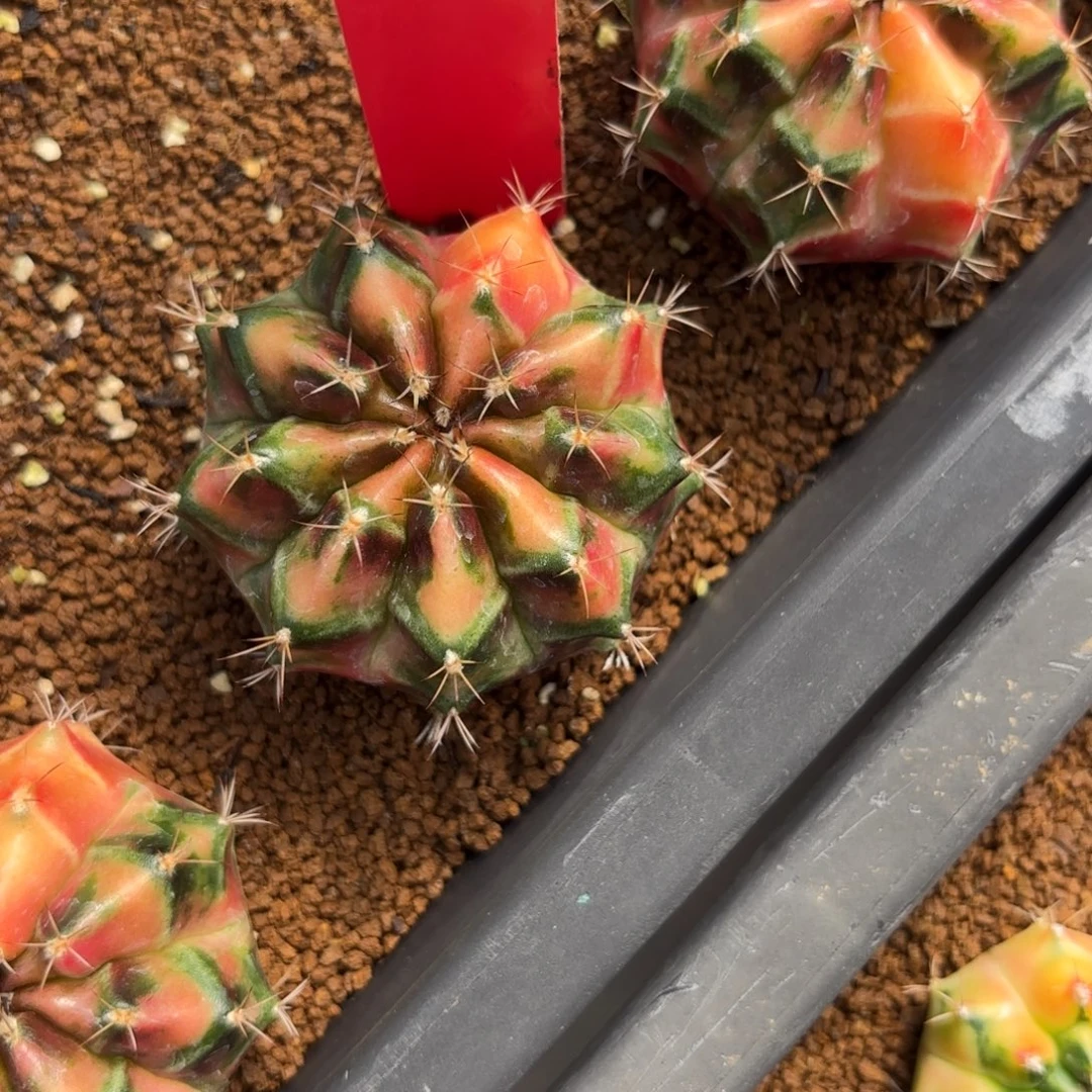 48-0105泰国发货dr