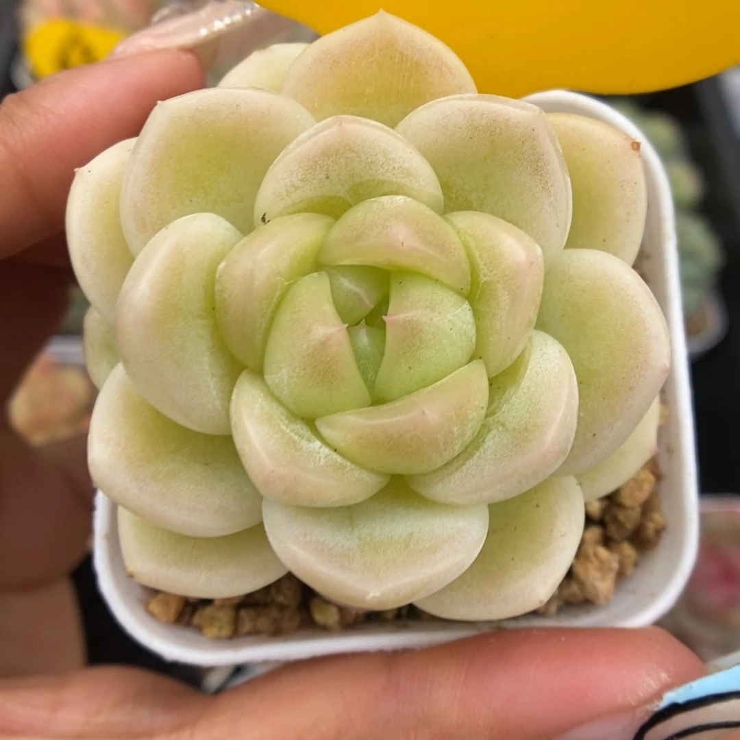 x1珍妮可拍5178号。