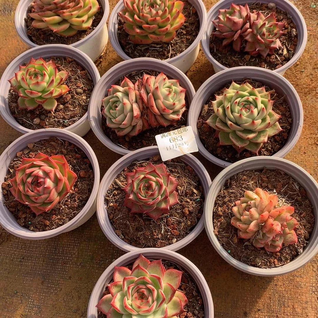 【闪购商品】云683号