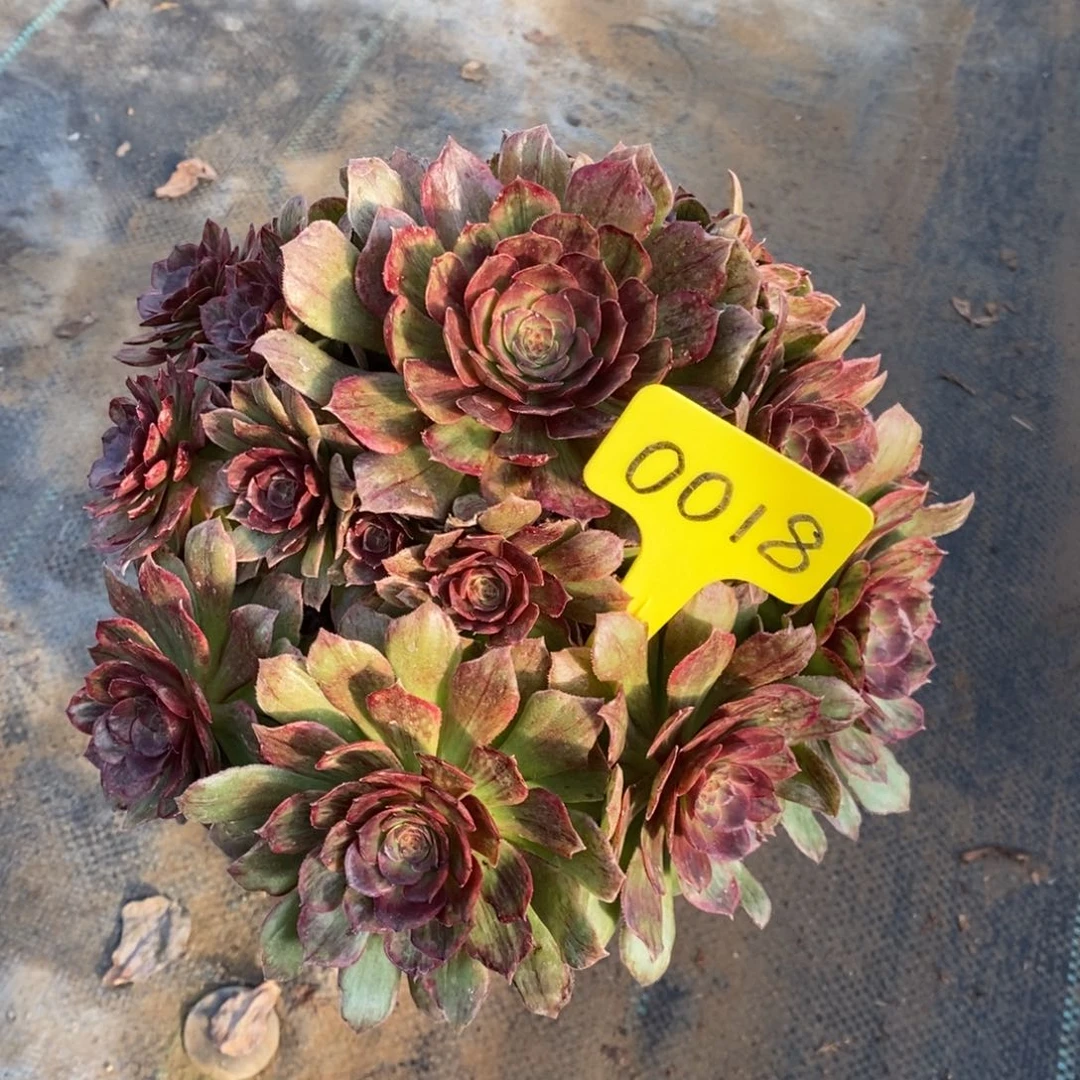 红陶红丝荣0018老桩美货