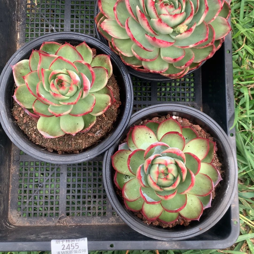 2455一物一拍3颗10厘米不售后