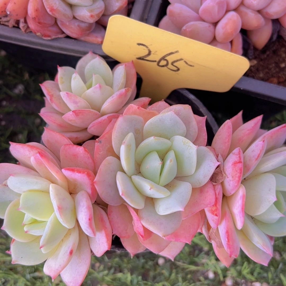 香玉的故事是一个人的故事