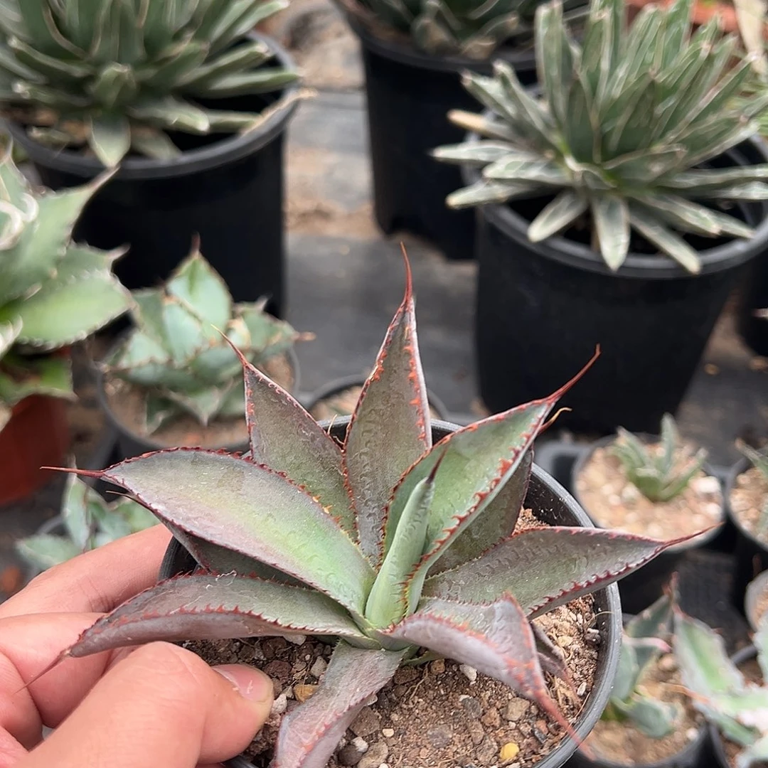 雷鬼时刻龙舌兰侧芽