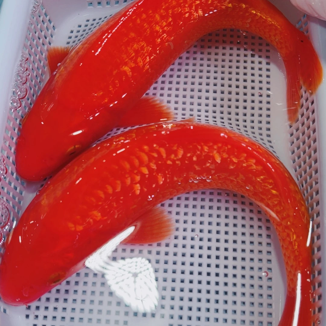 锦鲤锦鲤冷水鱼观赏