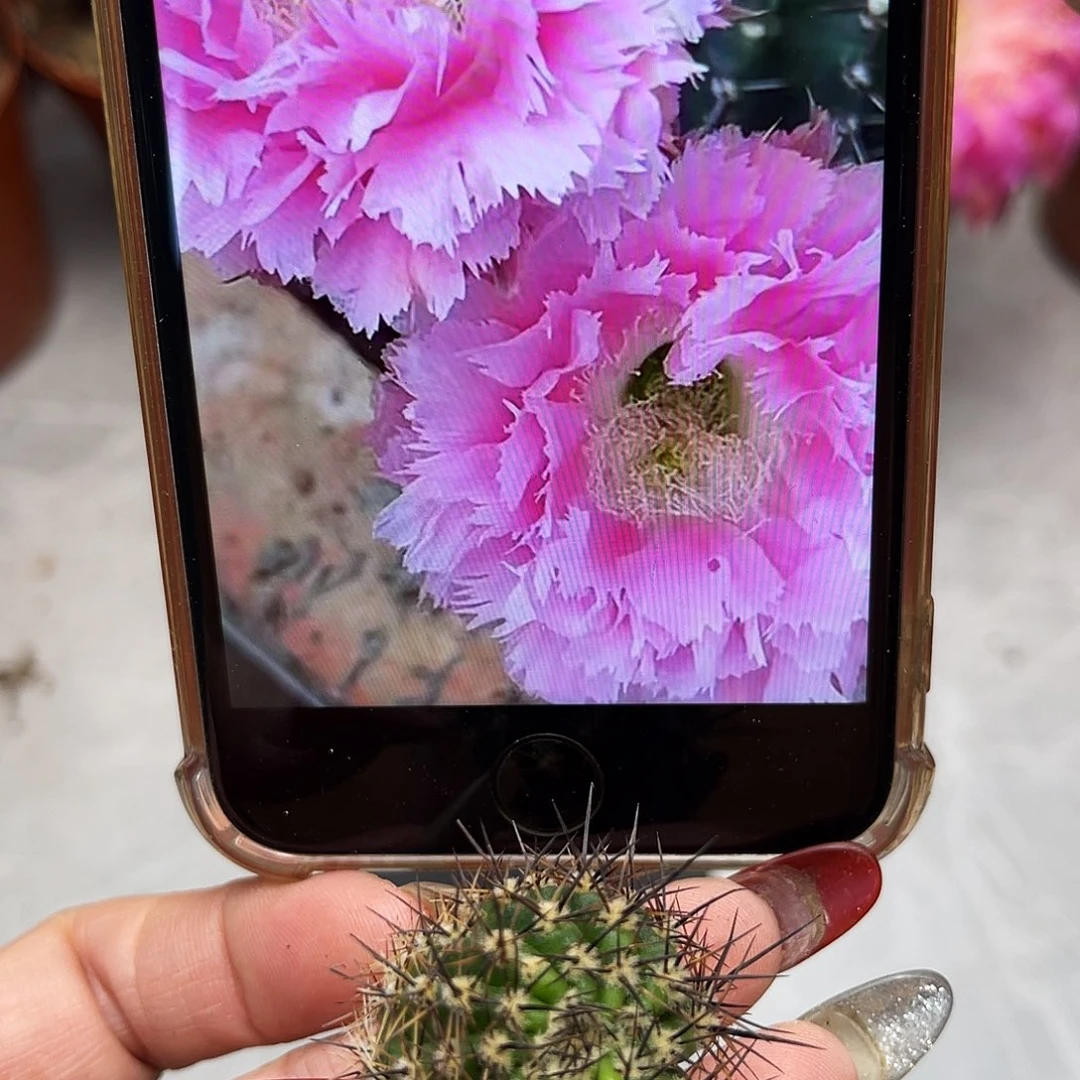 彩草3号羽毛2.5公分左右