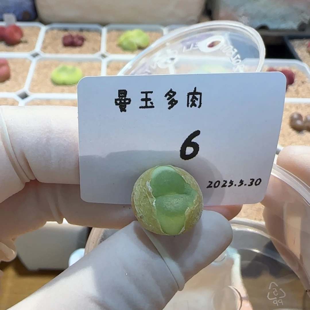 奶*多肉多肉多肉5.30-006