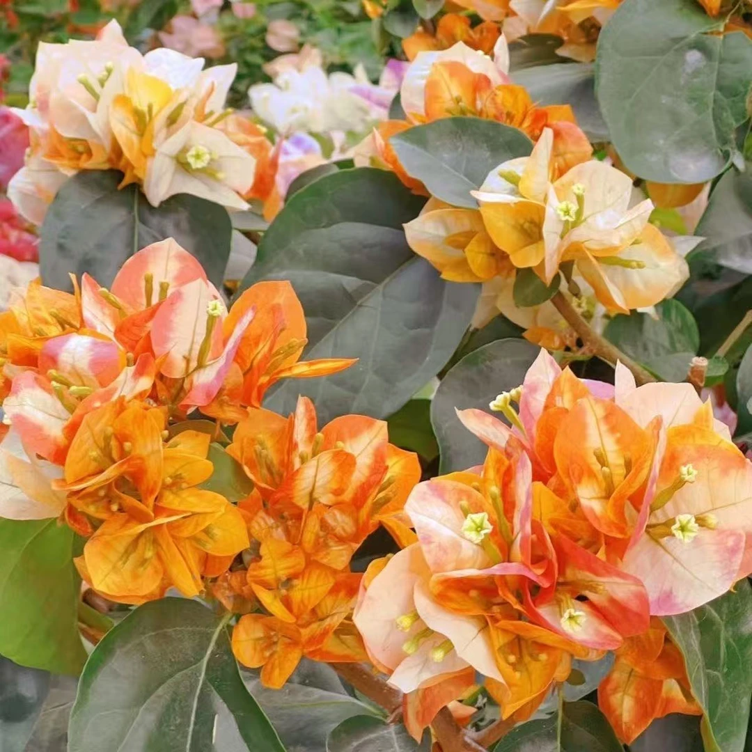【凤凰】三角梅花卉勤花四季开花基地直发