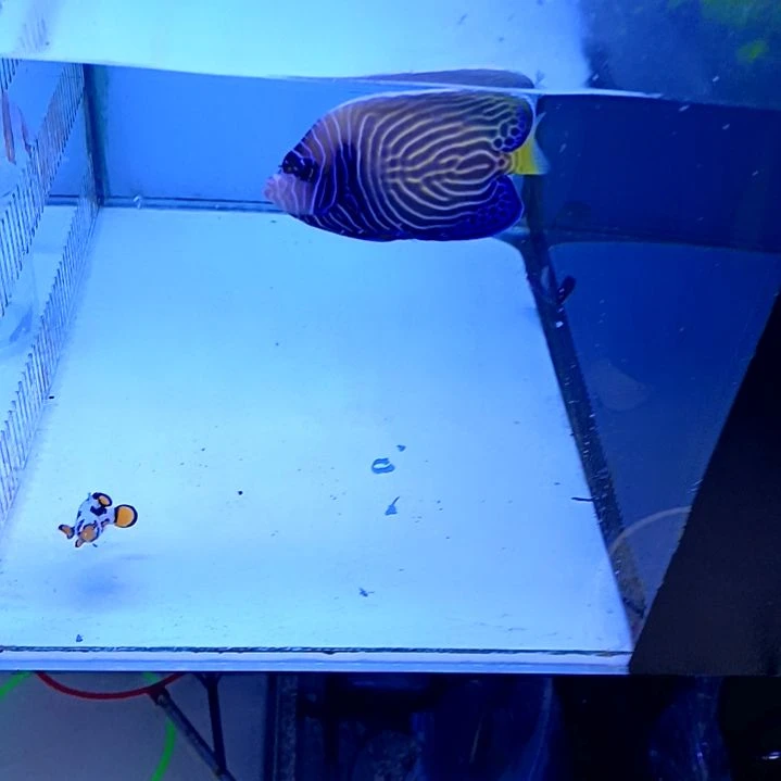 6+圈帝一条海水鱼