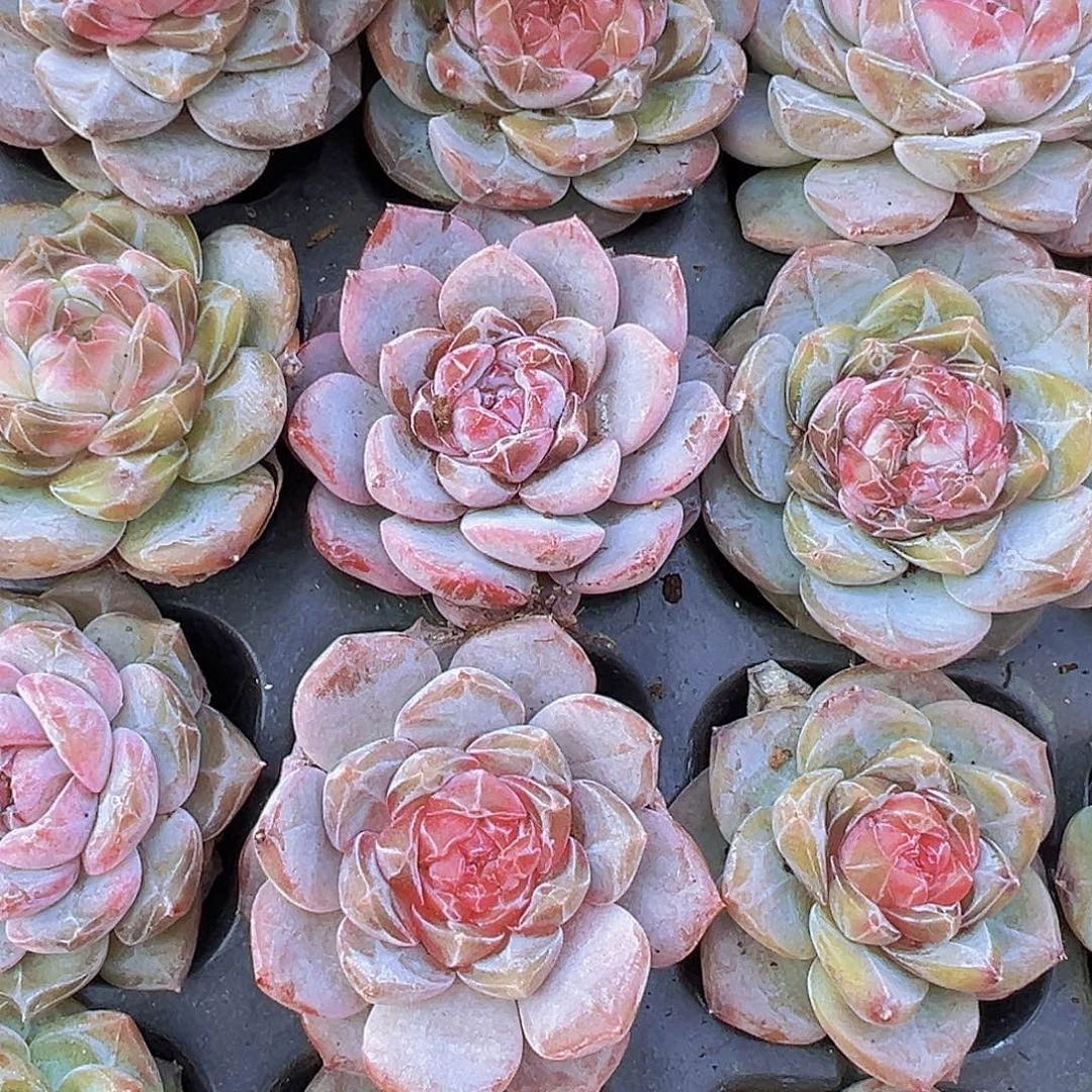 精品冰魄大苗4颗带白盆