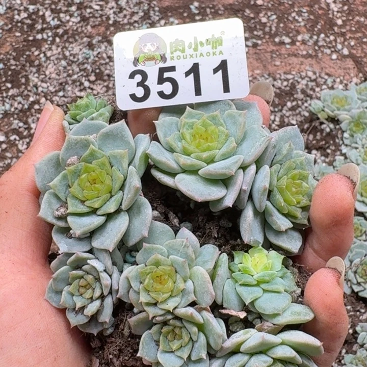 多肉植物多肉植物
