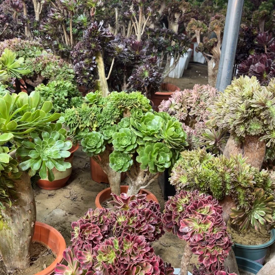 精品新法师福利多多