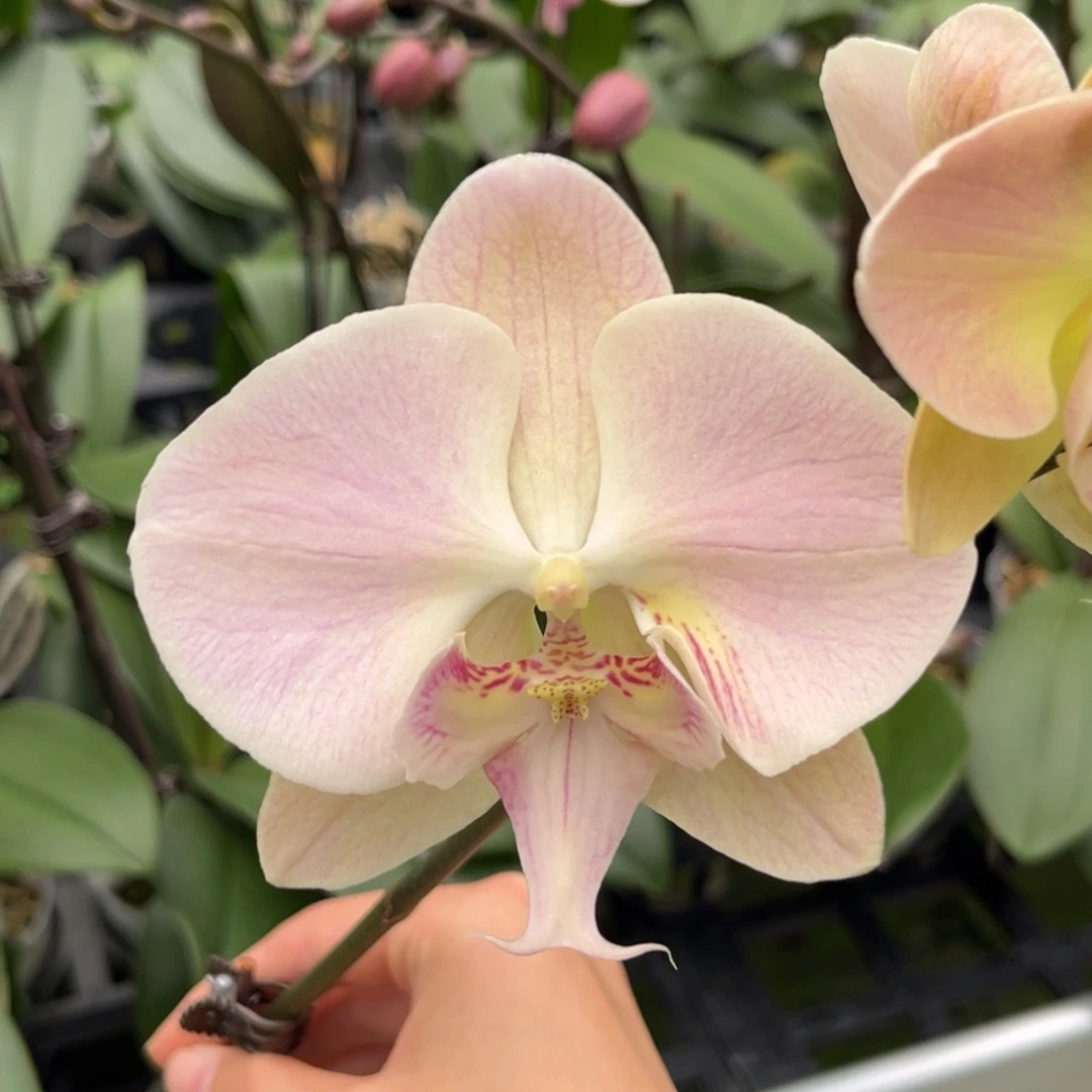 完全开放2.5寸绿色草原开花株