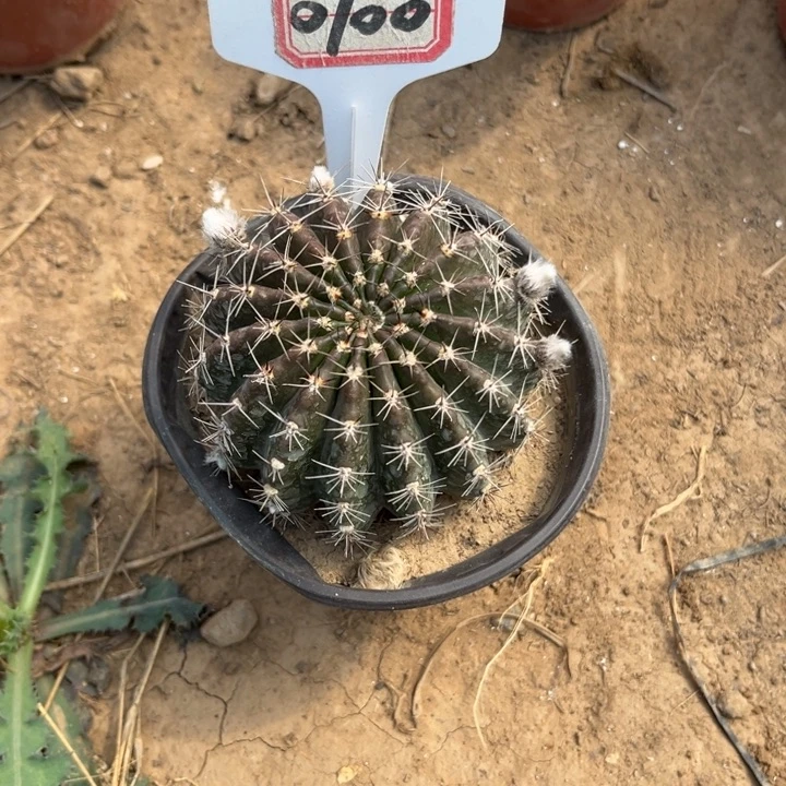 W*名0100，彩草073有花苞