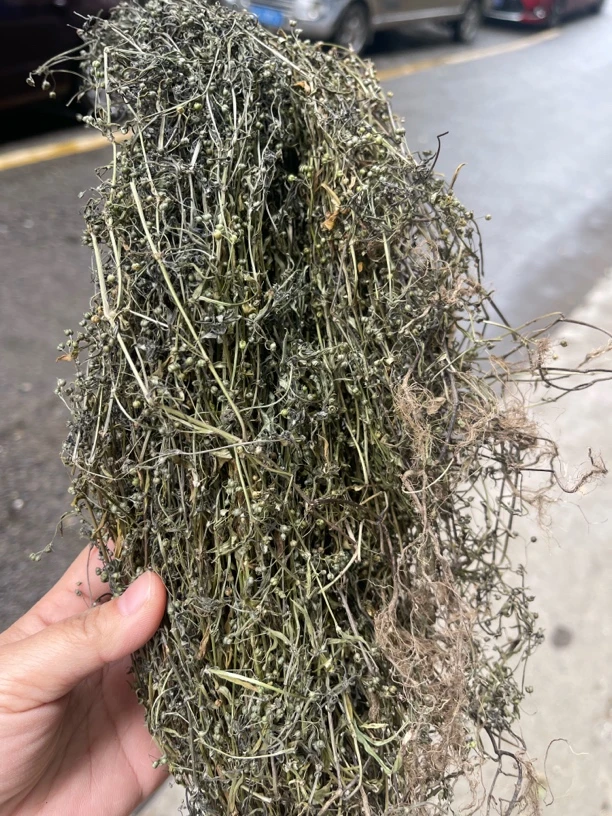 粤北山区阳山野生白花蛇舌草