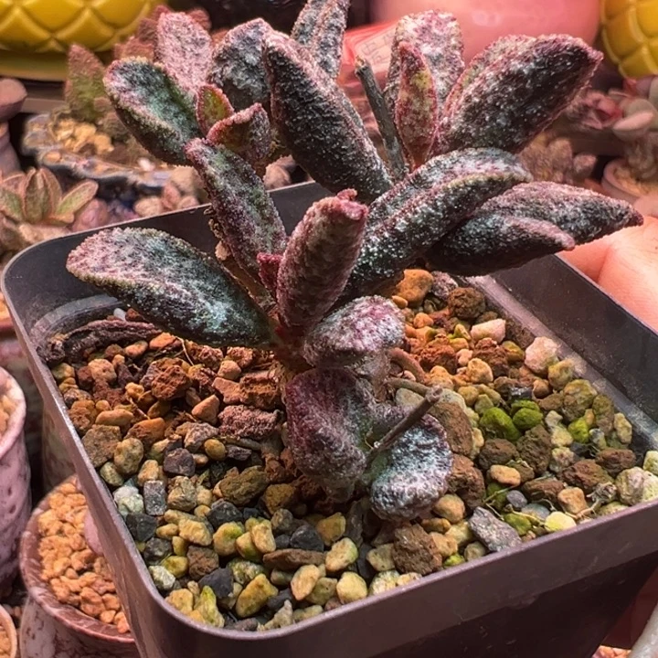 一物一拍，感谢支持