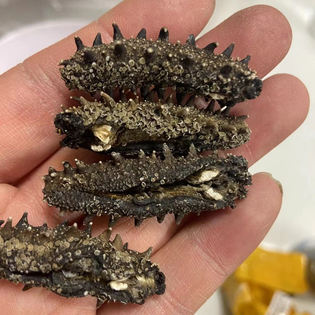 [媛媛推荐]开口淡干海参140-150头左右/500g 青岛发货包邮