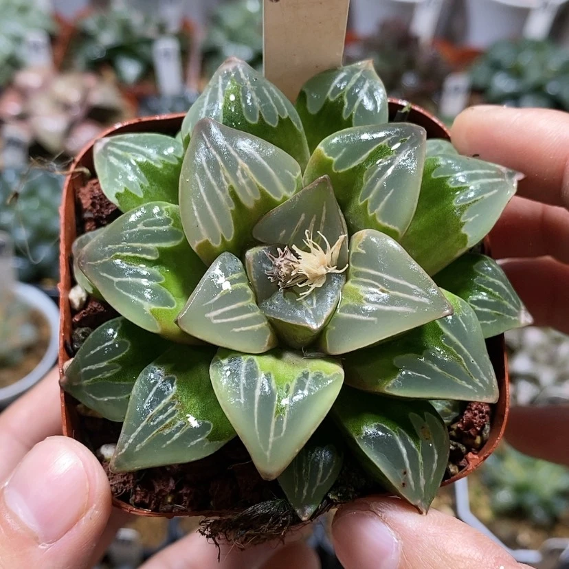 【闪购商品】121绿玻璃