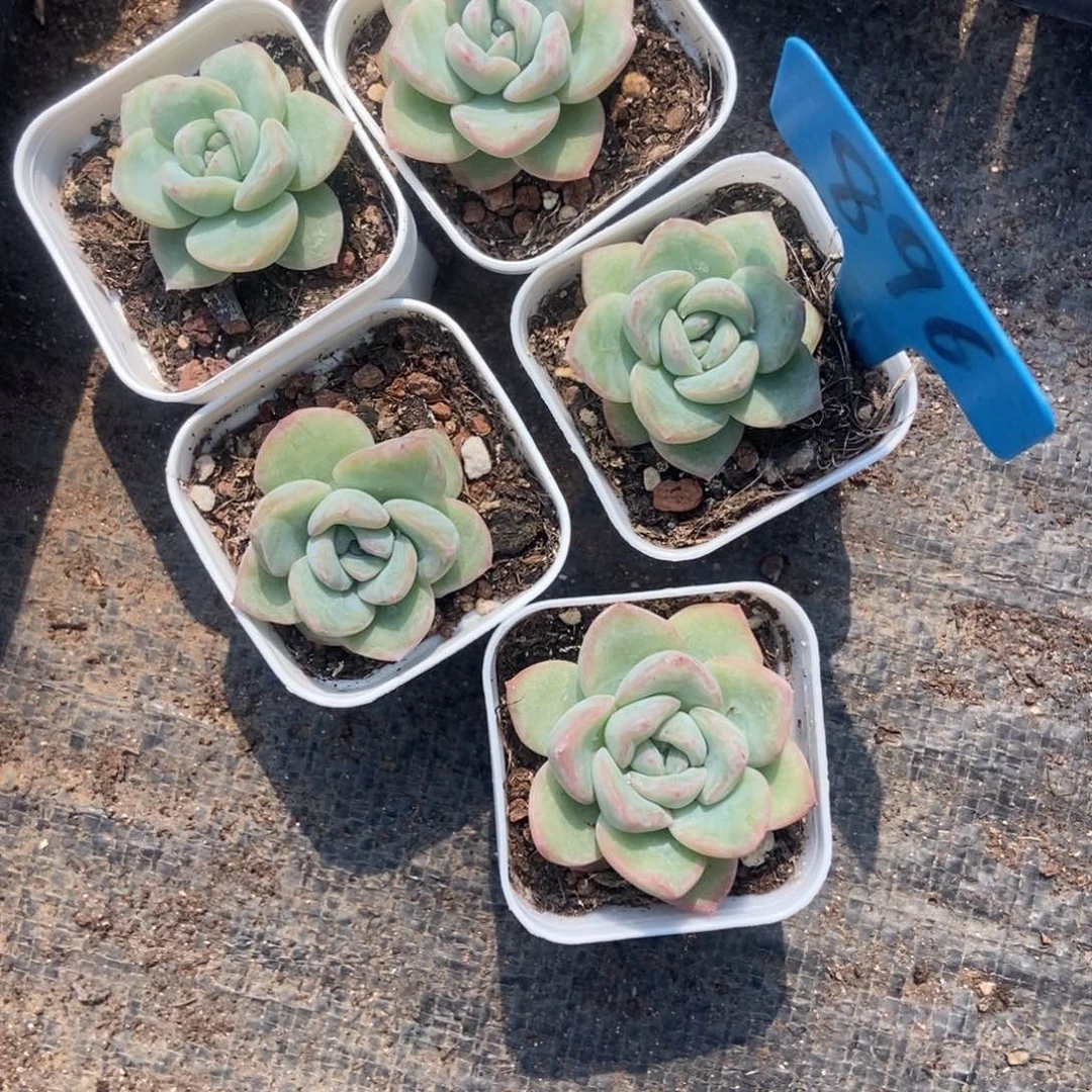896泡芙多肉植物保护