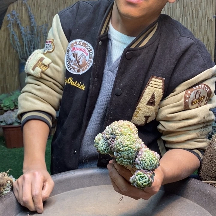 华***仔40号白胖子多肉植物