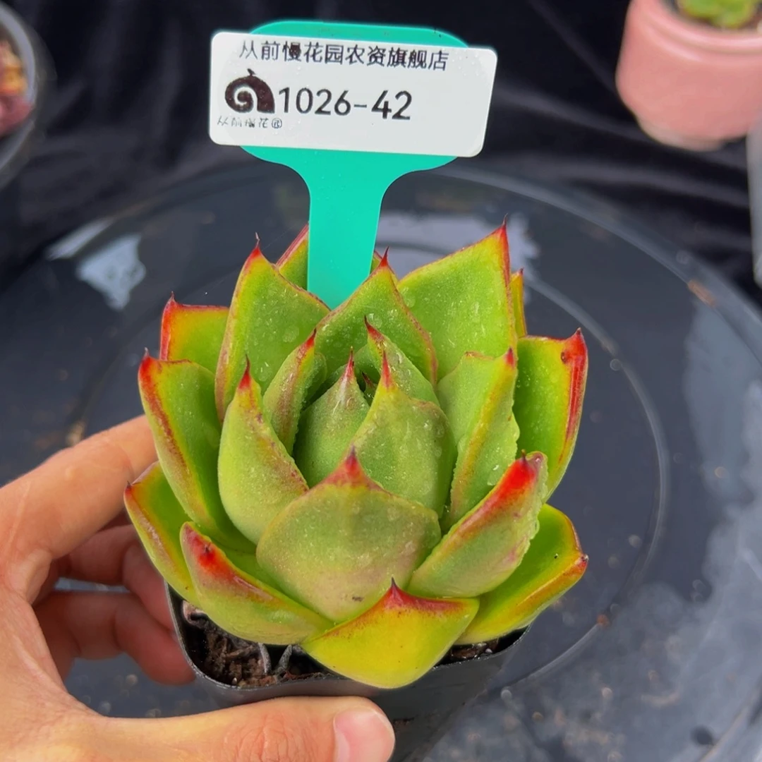 从前慢多肉编号1026-42