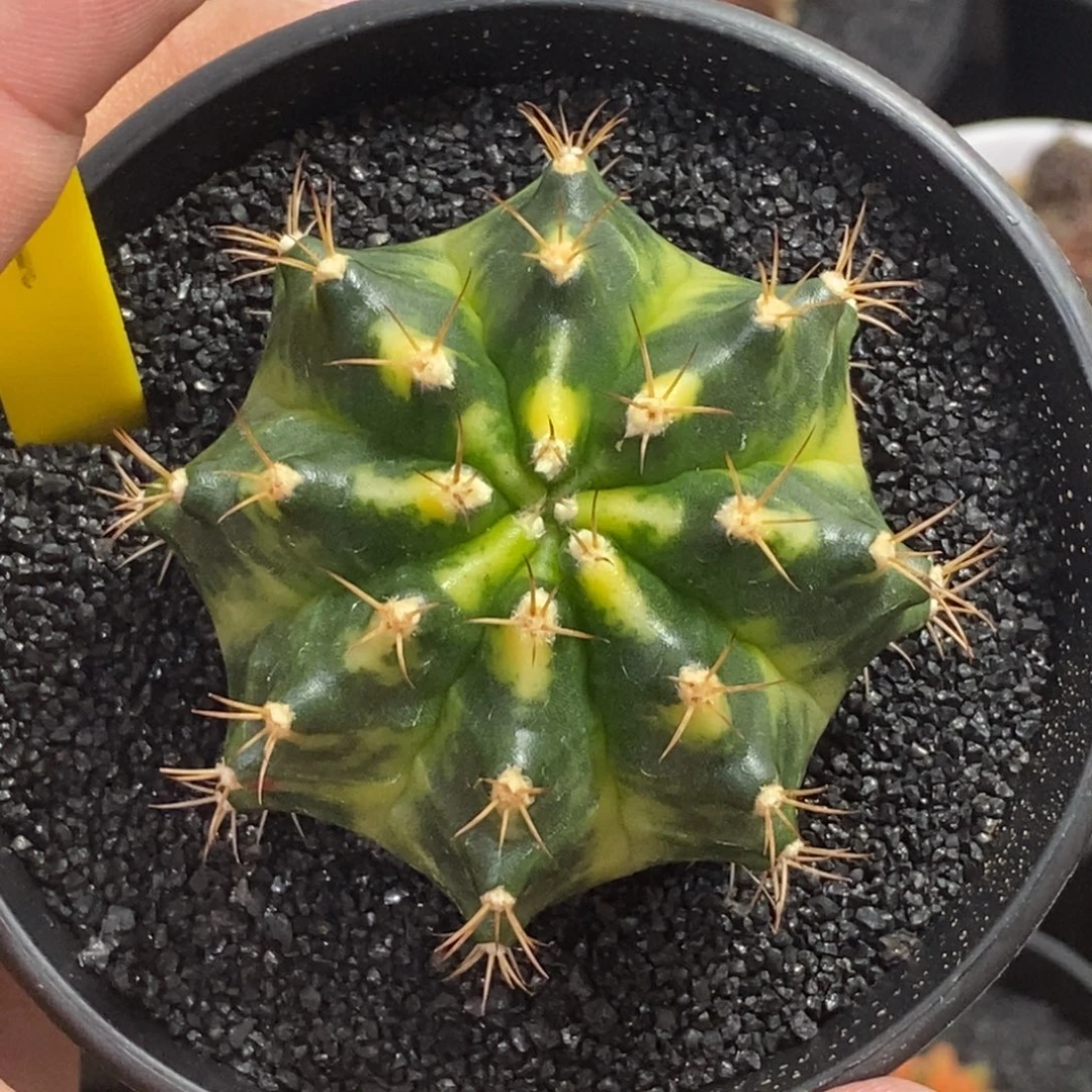 泰系全品米哈—带盆土发货39