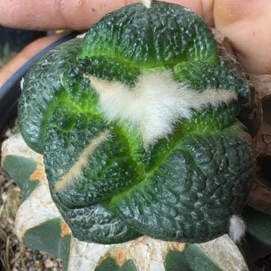 【闪购商品】无花朵超大尤基因日本连山721