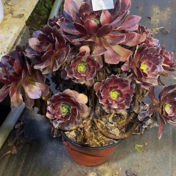 黑美人多肉断头不包1801