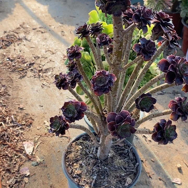 黑豆26多肉植物法师