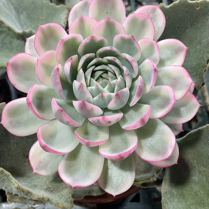 韩水晶锦一物一拍锦龙