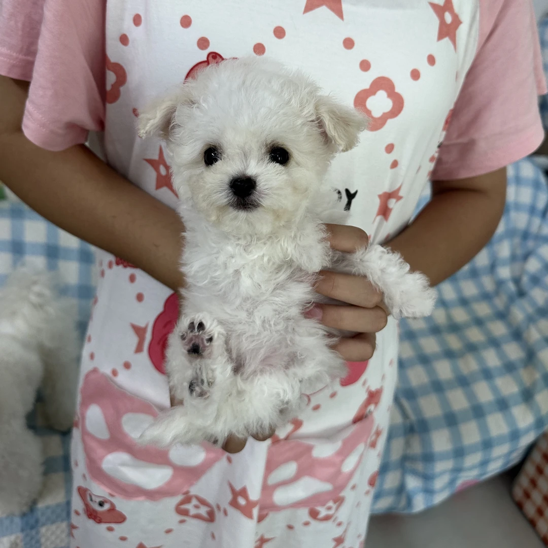 蕾妮家小体比熊妹妹韩系比熊高甜宠物犬