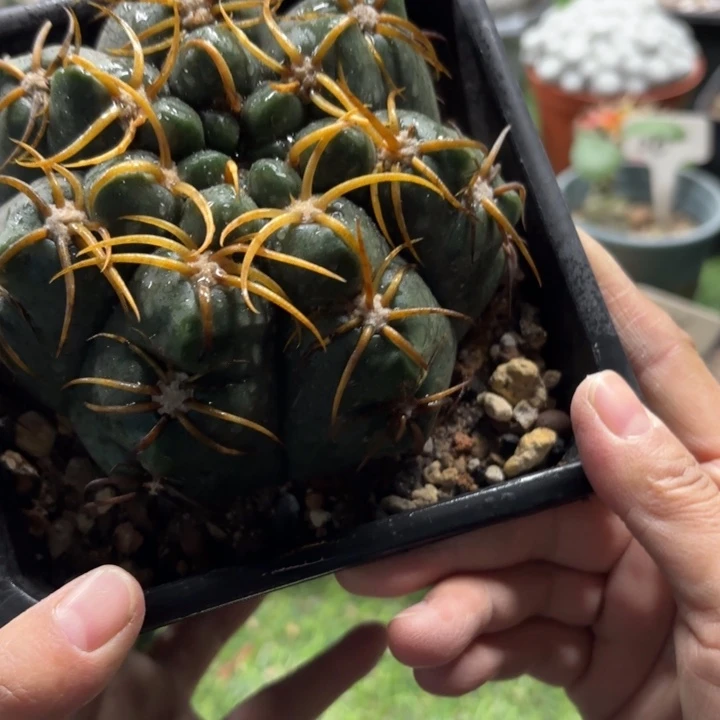 997实生大海王好养皮实