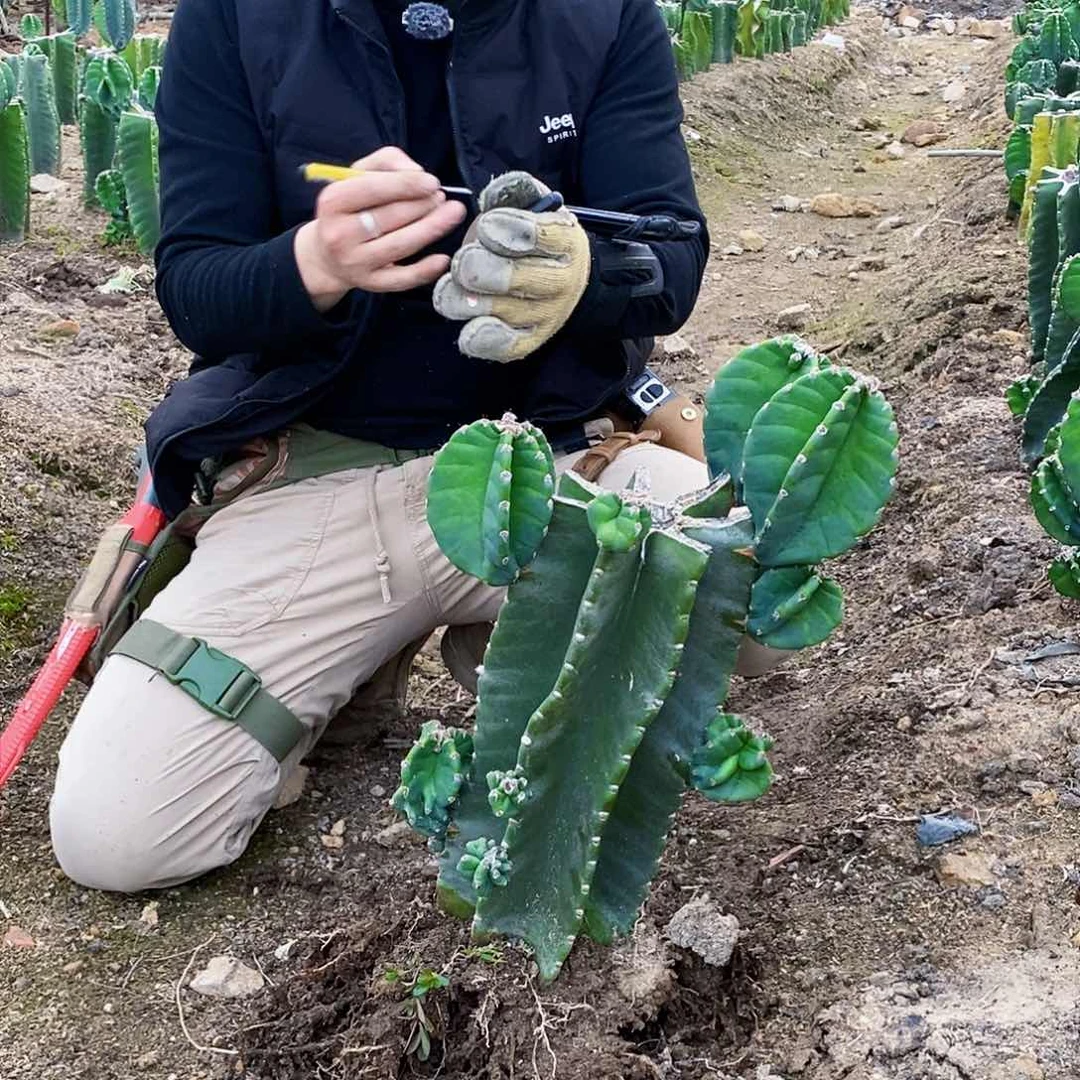 ²****璨秘鲁苹果母头有根8887