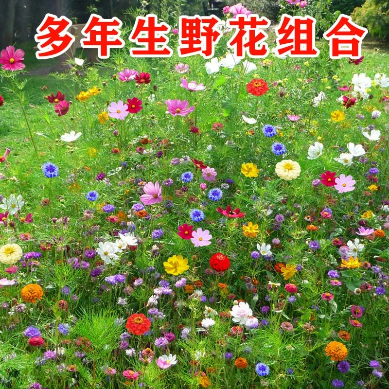 野花组合花种子室外庭院格桑花种籽波斯菊一年四季播种都开花籽种
