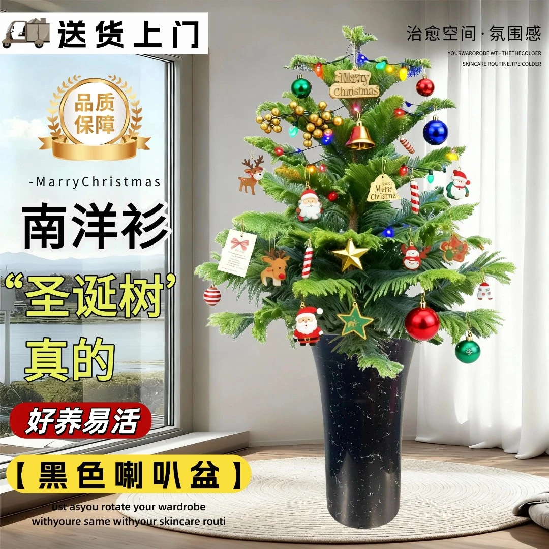 【DIY节日氛围】80-120cm南洋杉圣诞树室内外好养绿植四季常青营造