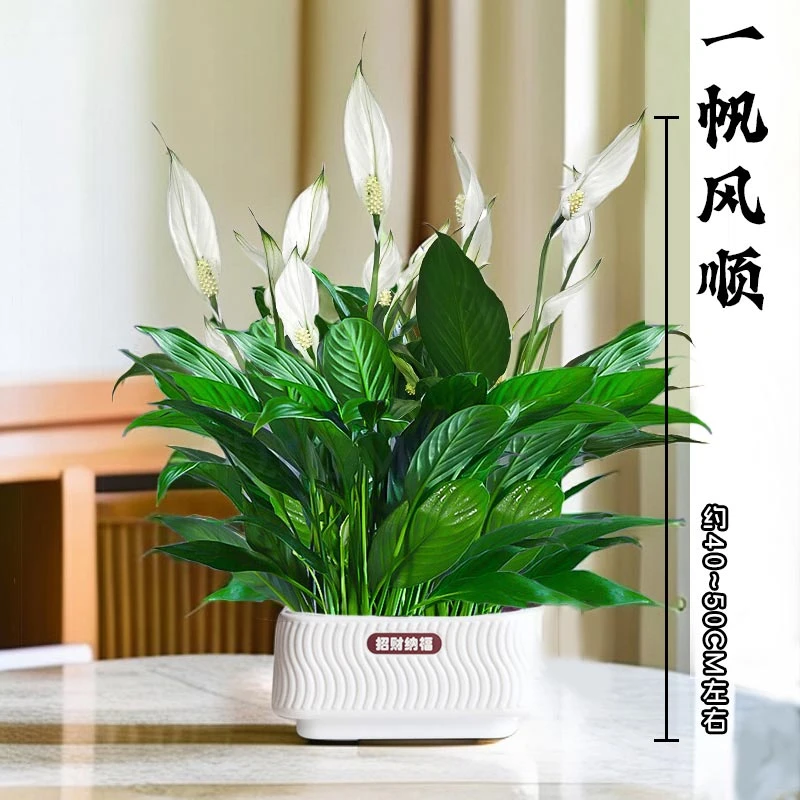 【一帆风顺】年宵花卉绿植(约40~50CM)盆栽土培白掌室内好养
