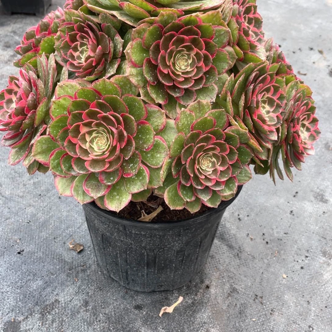 慕**?粉花妖老桩手捧15