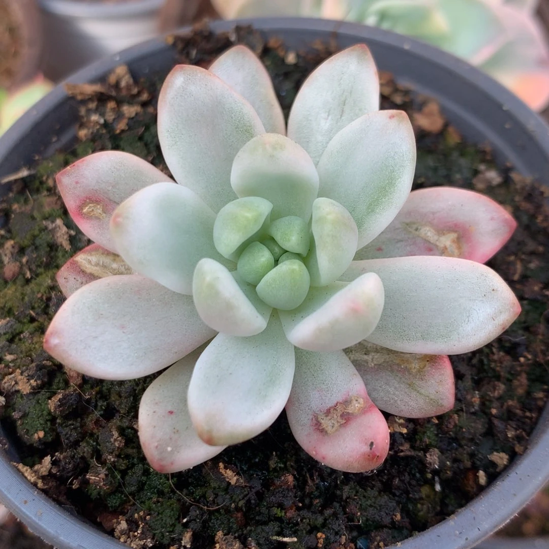 香格里拉j j j j j j j j