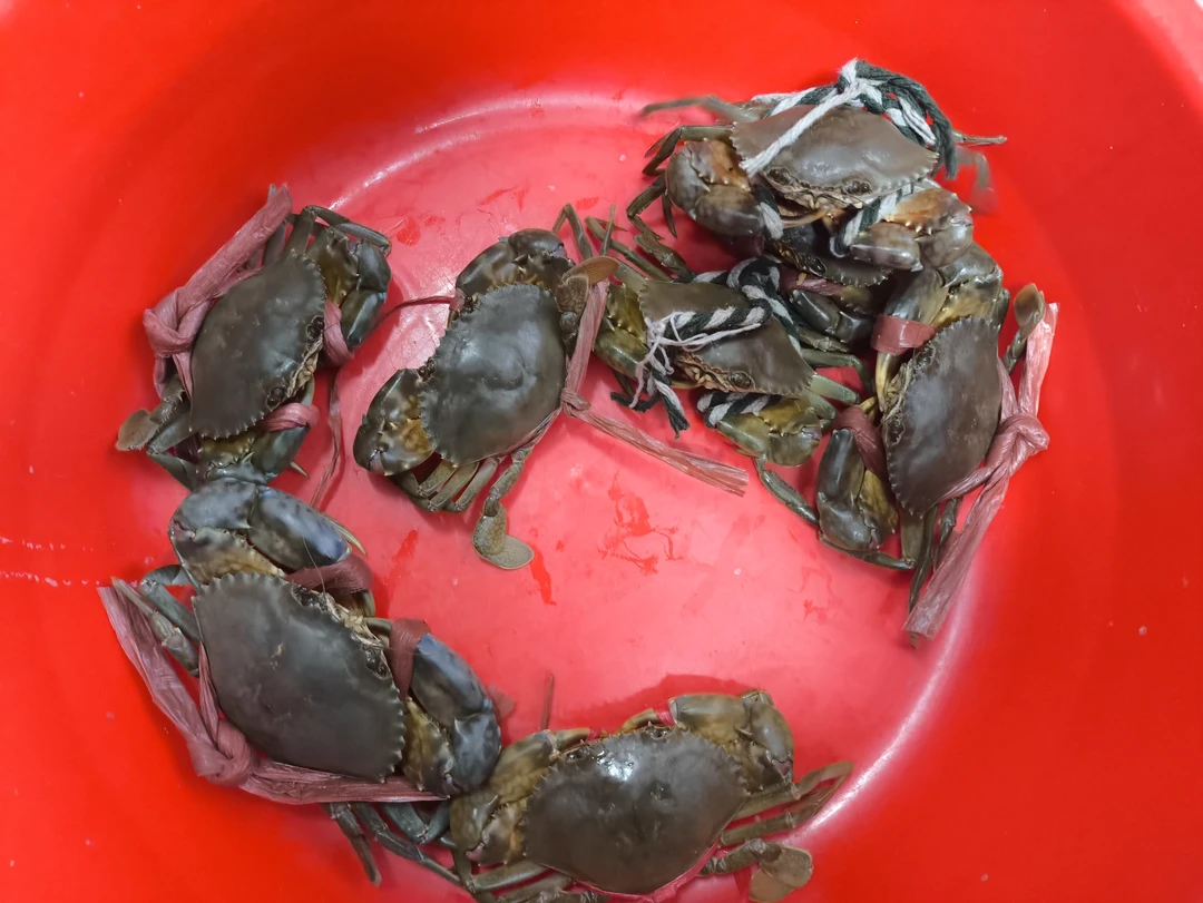 广东陆丰甲东出海口青蟹公蟹肉饱肥香