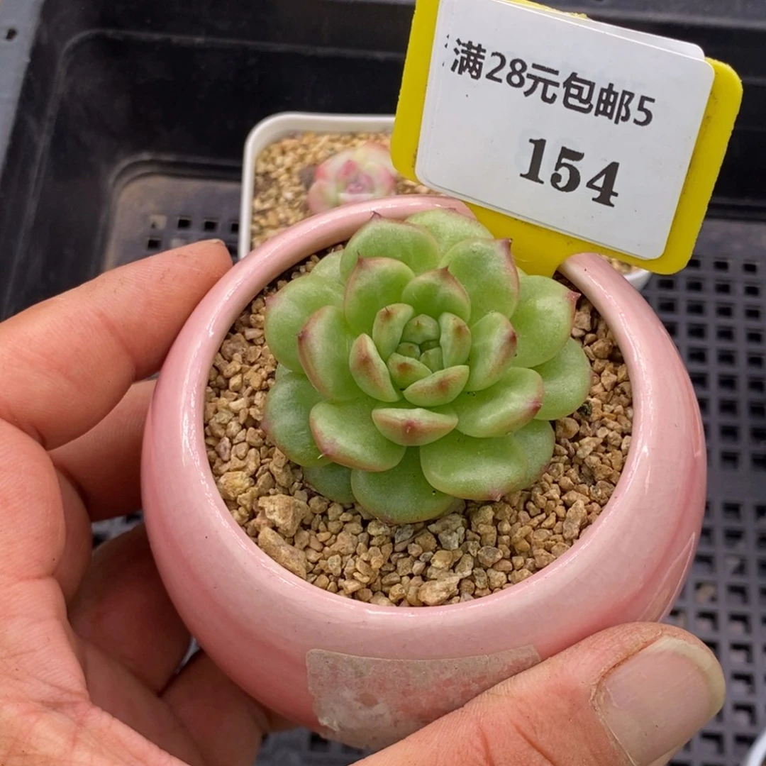 5154绿水鬼单头福利