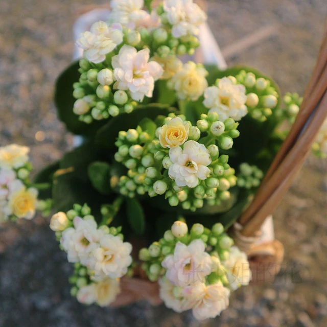 变色柠檬水果糖长寿花室内花卉重瓣好养花期长开花不断阳台庭院
