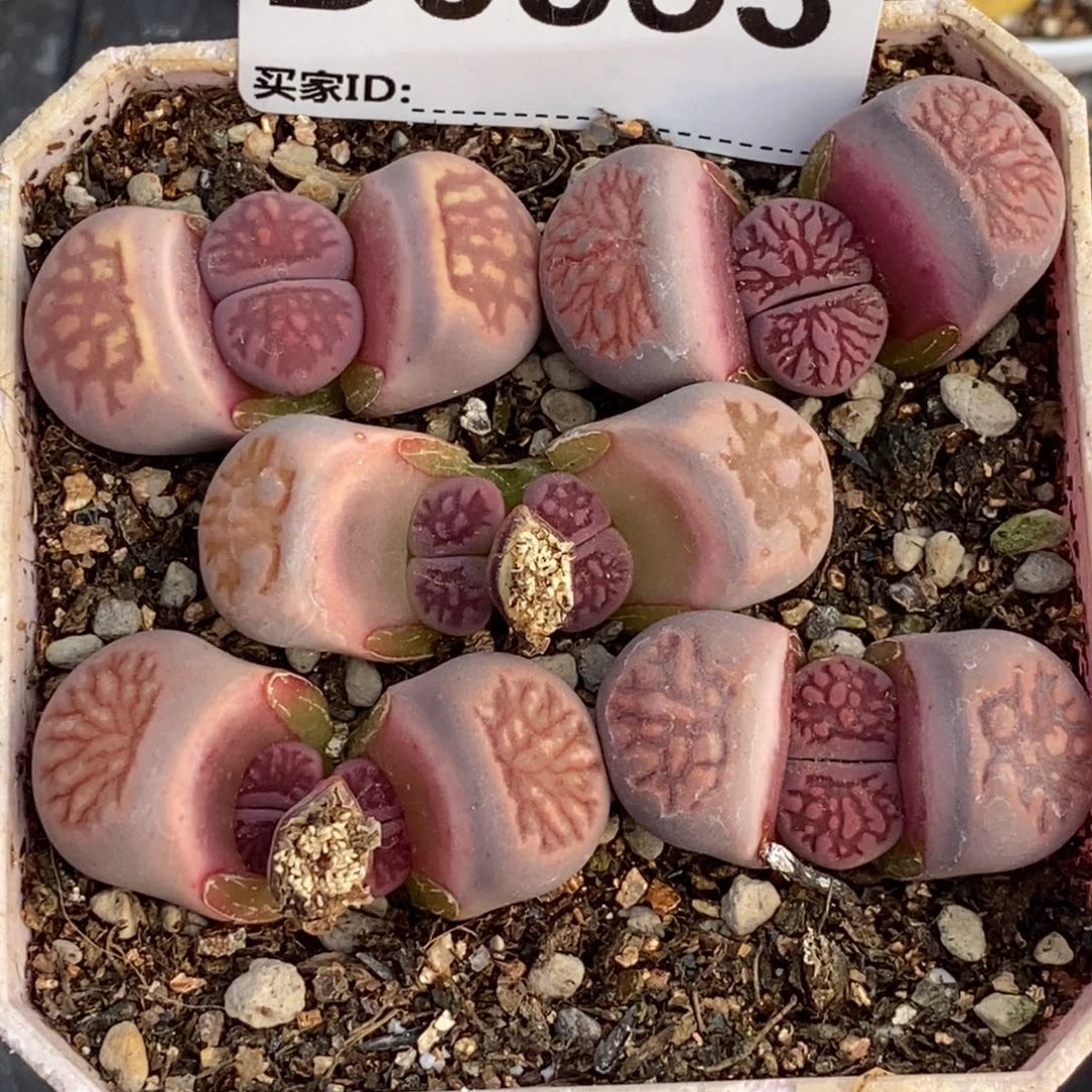 0853 直播间一物一拍