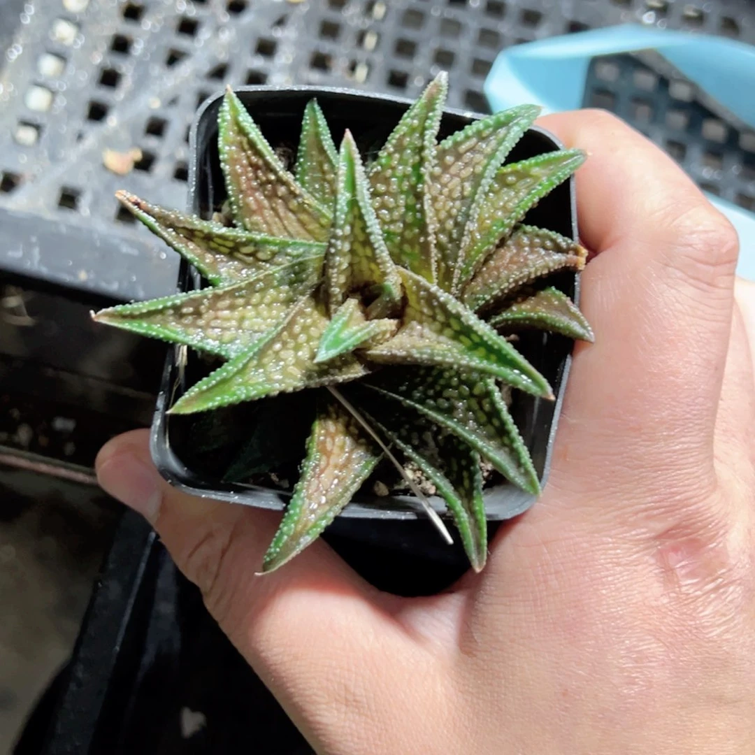 大*胖3509多肉植物一颗