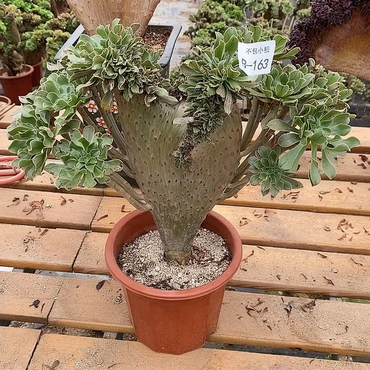 163 原始绿缀宽37 公分微瑕