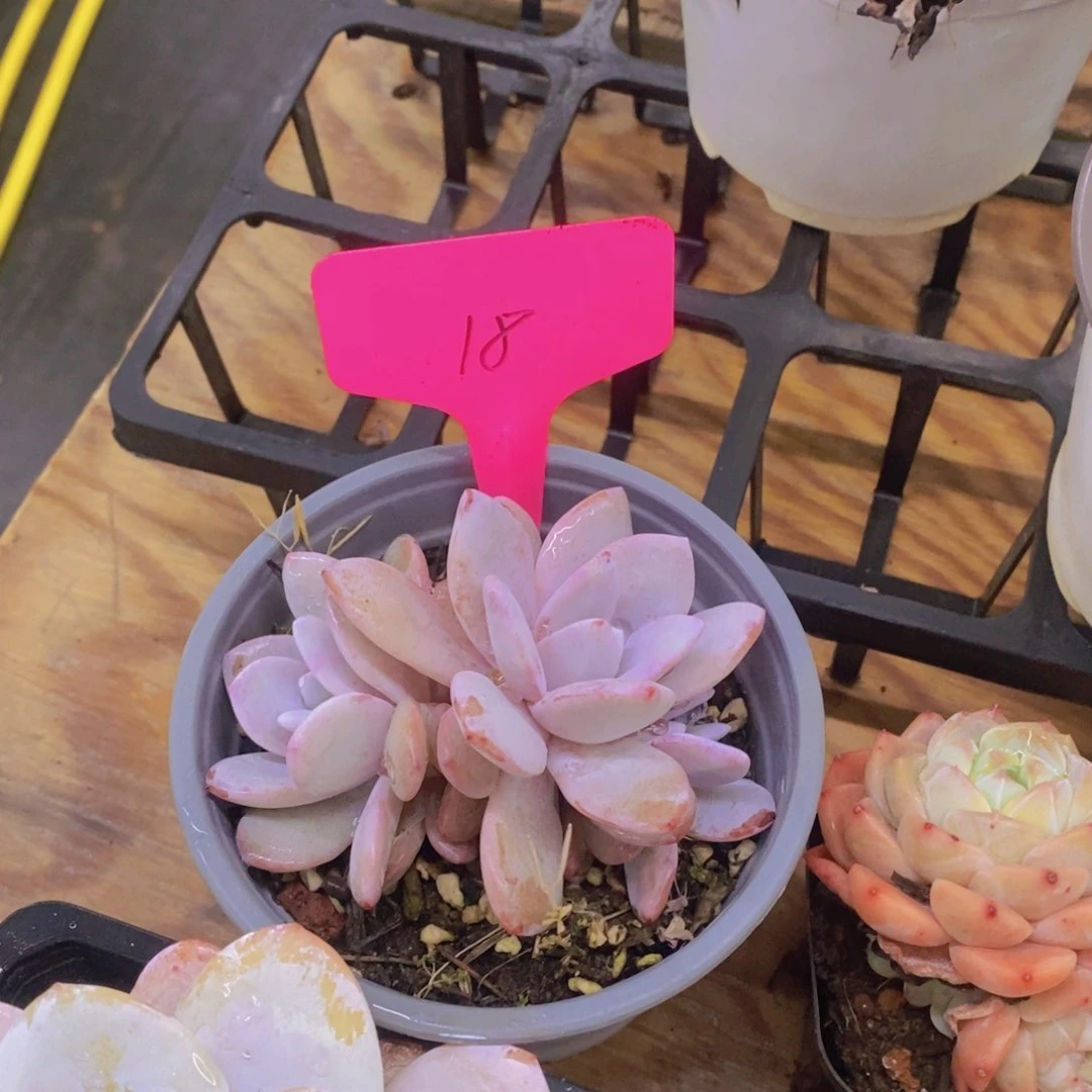 杨*⌯开心多肉植物多肉