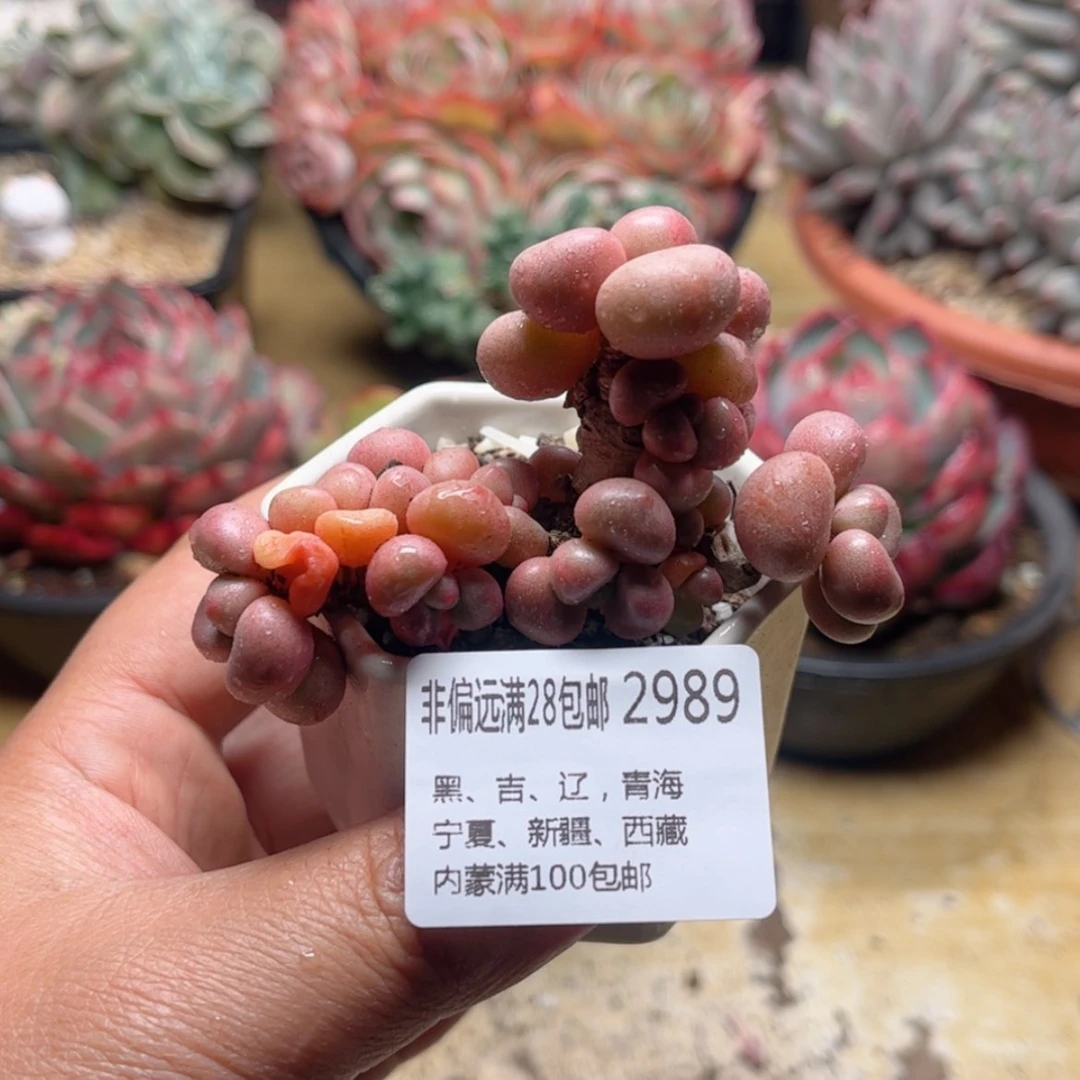 【闪购商品】2989先锋派