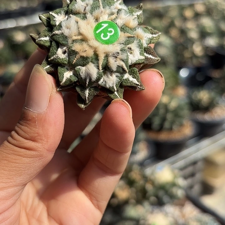 袖蒲苗接落地仙人球13