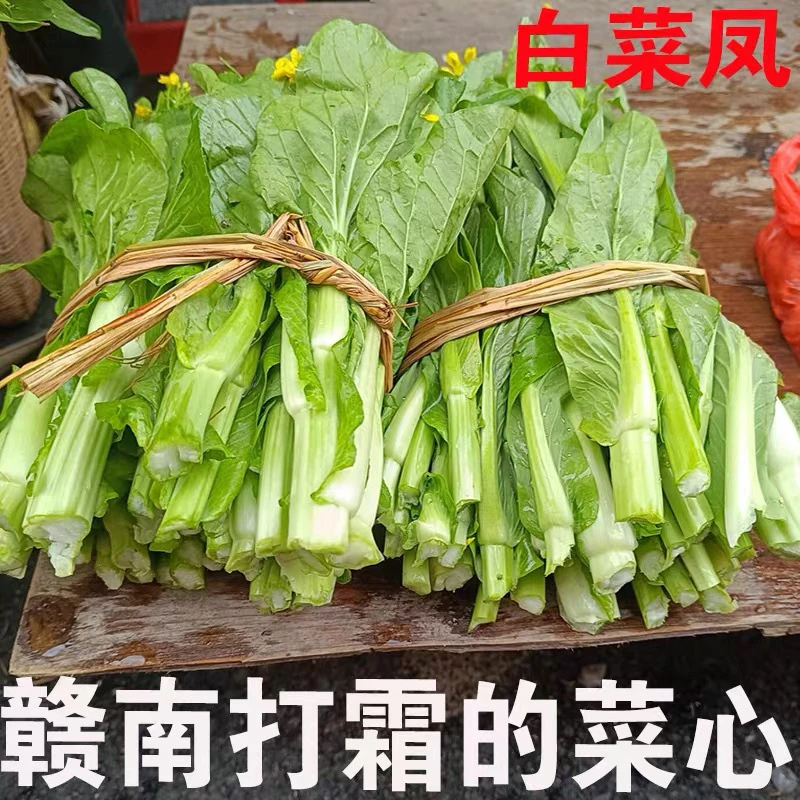 江西农家露天白菜苔新鲜自种菜心菜尖苔心菜小白菜苔现摘现发包邮